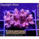 4A4-3 WYSIWYG - Acropora Red Planet Höhe 30mm