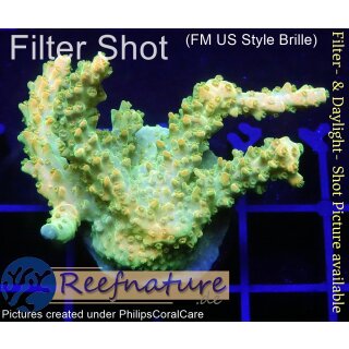 4A4-4 WYSIWYG - Acropora Mango Gardebn Höhe 33mm