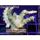 4A4-4 WYSIWYG - Acropora Mango Gardebn Höhe 33mm