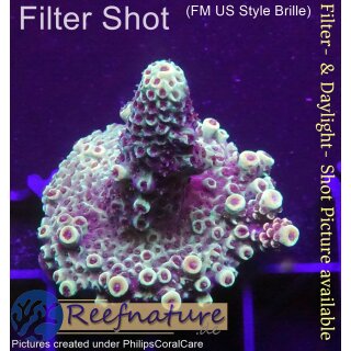 4A5-1 WYSIWYG - Acropora spathulata Höhe 37mm