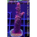 4A5-1 WYSIWYG - Acropora Red rubin Staghorn Rot Höhe 60mm