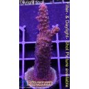 4A5-1 WYSIWYG - Acropora Red rubin Staghorn Rot Höhe...