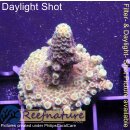 4A5-1 WYSIWYG - Acropora spathulata Höhe 37mm