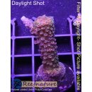 4A5-2 WYSIWYG - Acropora Red rubin Staghorn Rot Höhe...