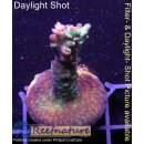 4A5-2 WYSIWYG - Acropora strawberry shortcake Höhe 38mm