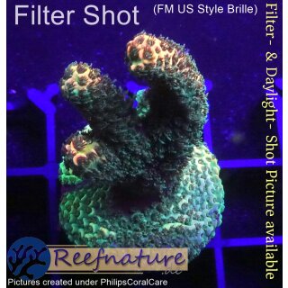 4A5-3 WYSIWYG - Acropora millepora Höhe 45mm