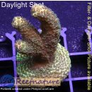 4A5-3 WYSIWYG - Acropora millepora Höhe 45mm