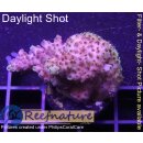 4A5-3 WYSIWYG - Acropora Red Planet Tischkoralle...