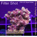 4A5-4 WYSIWYG - Acropora Red Planet Tischkoralle...