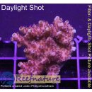 4A5-4 WYSIWYG - Acropora Red Planet Tischkoralle...