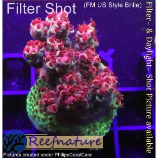 4A6-1 WYSIWYG - Acropora Red Planet Tischacropora Höhe 42mm