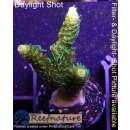 4A6-1 WYSIWYG - Acropora millepora toxic Green Höhe...