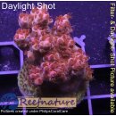 4A6-1 WYSIWYG - Acropora Red Planet Tischacropora Höhe 42mm