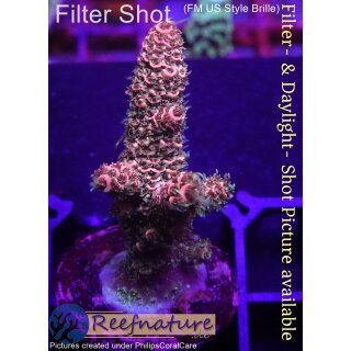 4A6-2 WYSIWYG - Acropora Millepora red Höhe 40mm