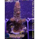 4A6-2 WYSIWYG - Acropora Millepora red Höhe 40mm