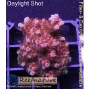 4A6-2 WYSIWYG - Acropora Red Planet Tischacropora Höhe 31mm