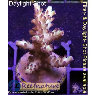 4A6-3 WYSIWYG - Acropora sp. Höhe 38mm