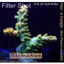 4A6-4 WYSIWYG - Acropora Mango Garden Höhe 42mm