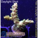 4A6-4 WYSIWYG - Acropora Mango Garden Höhe 42mm