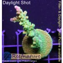 4A6-4 WYSIWYG - Acropora Mango Garden Höhe 45mm