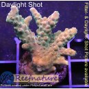 4A2-3 WYSIWYG - Acropora sp. Höhe 35mm