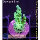 4A3-5 WYSIWYG - Acropora batunai Höhe 40mm