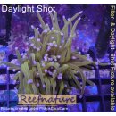 4L2-3 WYSIWYG - Euphyllia glabrescens NY Knicks 1,5...