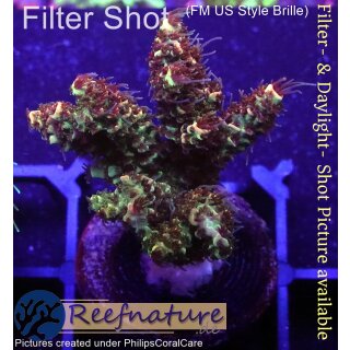 4B2-4 WYSIWYG - Acropora millepora, Höhe 38mm