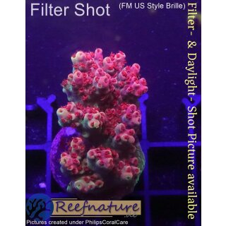 4B2-4 WYSIWYG - Acropora Red Planet, Höhe 37mm