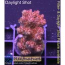 4B2-4 WYSIWYG - Acropora Red Planet, Höhe 37mm