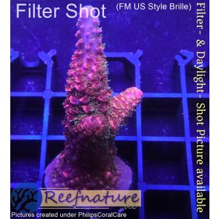 Acropora red Staghorn - Red, blue Tips