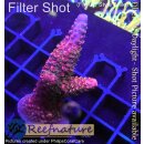 Acropora red Staghorn - Red, blue Tips