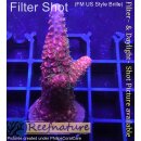 Acropora red Staghorn - Red Robin