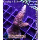 Acropora red Staghorn - Red Robin