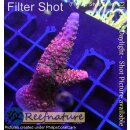 Acropora red Staghorn - Red Robin