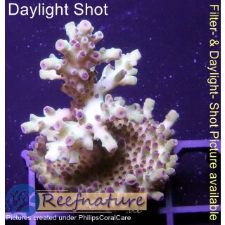 4C4-7 WYSIWYG - Acropora Summer Time, Höhe 40mm