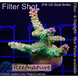 4C3-7 WYSIWYG - Acropora Mango Garden  Höhe 50mm