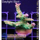 4C3-7 WYSIWYG - Acropora Mango Garden  Höhe 50mm