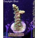 4A6-5 WYSIWYG - Acropora Mango Garden Höhe 33mm