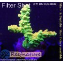 4A6-6 WYSIWYG - Acropora Mango Garden Höhe 43mm