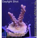 4C5-7 WYSIWYG - Acropora CandyLand, Höhe 33mm