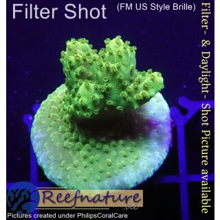 4C5-8 WYSIWYG - Acropora sp. table Gelb, Höhe 28mm