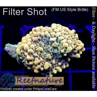 4A1-2 WYSIWYG - Montipora Crazy T