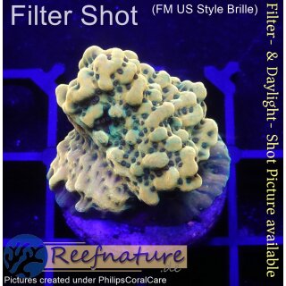 4A1-6 WYSIWYG - Montipora Crazy T