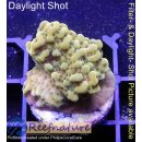 4A1-6 WYSIWYG - Montipora Crazy T