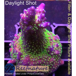 4A2-5 WYSIWYG - Acropora bali tricolor Höhe 60mm