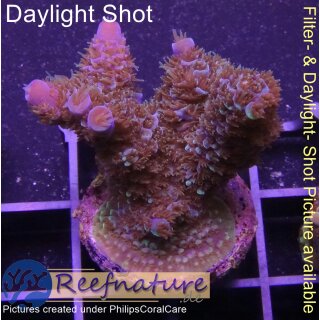 4A5-5 WYSIWYG - Acropora spathulata Höhe 33mm