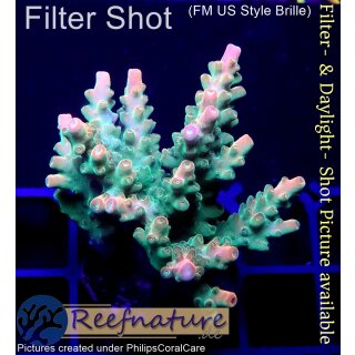 4A5-6 WYSIWYG - Acropora Pink Paletta Höhe 41mm