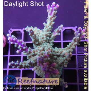 4A5-7 WYSIWYG - Acropora nana (large) Höhe 70mm