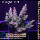 4A5-6 WYSIWYG - Acropora Pink Paletta Höhe 41mm